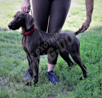 Щенок курцхаар